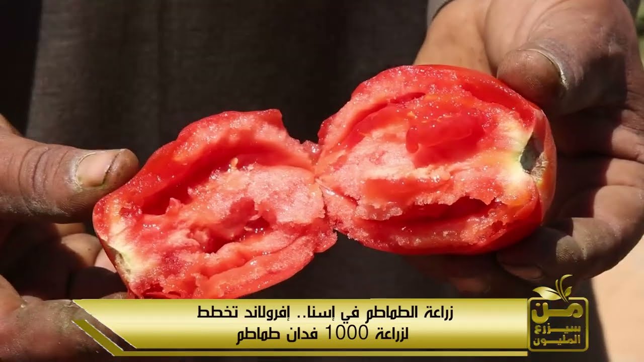 على هامش معرض الوادي بالأقصر.. رجالة زرعوا صحراء إسنا بالذهب الأحمر.. وحلم يوصلوا لـ 1000 فدان