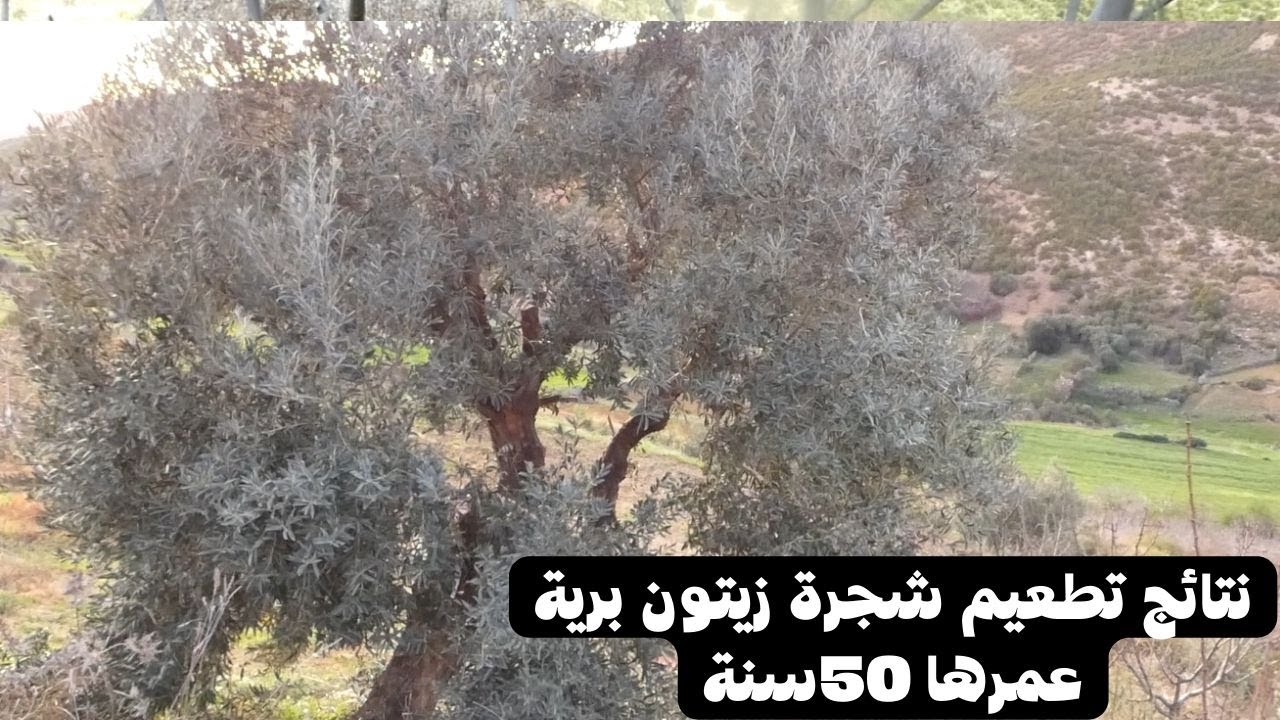 نتائج تطعيم شجرة زيتون برية عمرها 50سنة