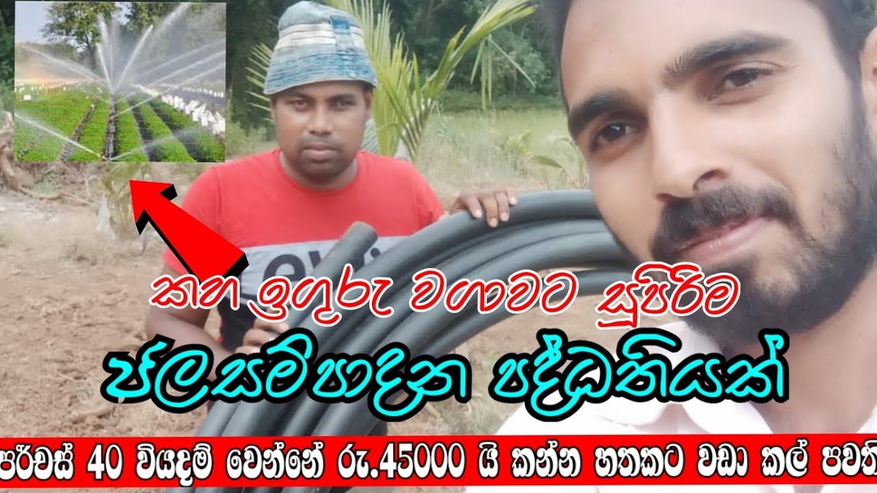 කහ සහ ඉගුරු වගාවට ජලසම්පාදන පද්ධතිය /Installation of water supply systems for turmeric, ginger