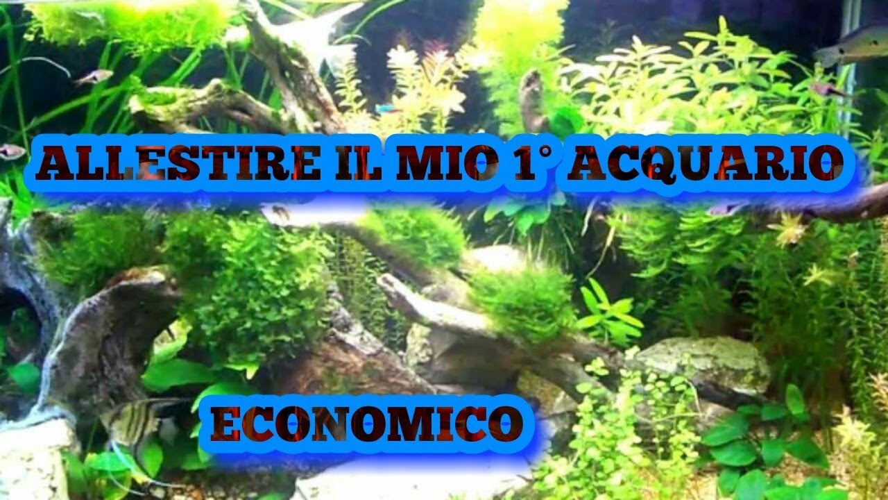 COME ALLESTIRE IL MIO PRIMO ACQUARIO / consigli per neofiti