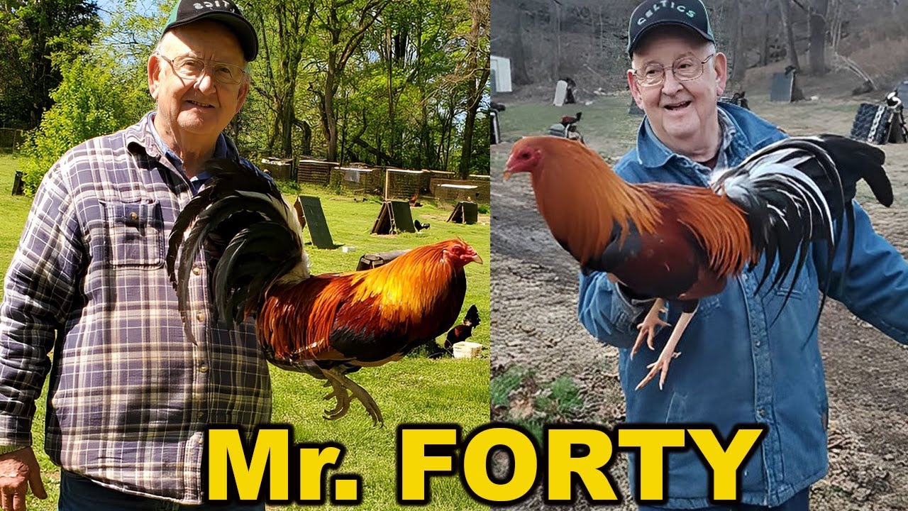 Mr. FORTY - Juan Santos JGB Beautiful Quality Birds