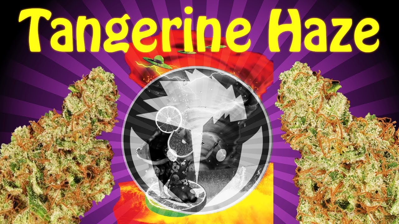 Tangerine Haze | Strain Review