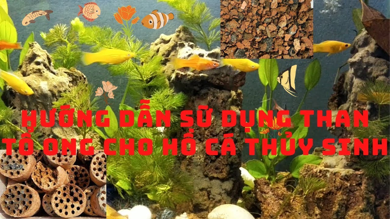 Hướng Dẫn Sử Dụng Than Tổ Ông Cho Hồ Cá Cảnh Thủy Sinh