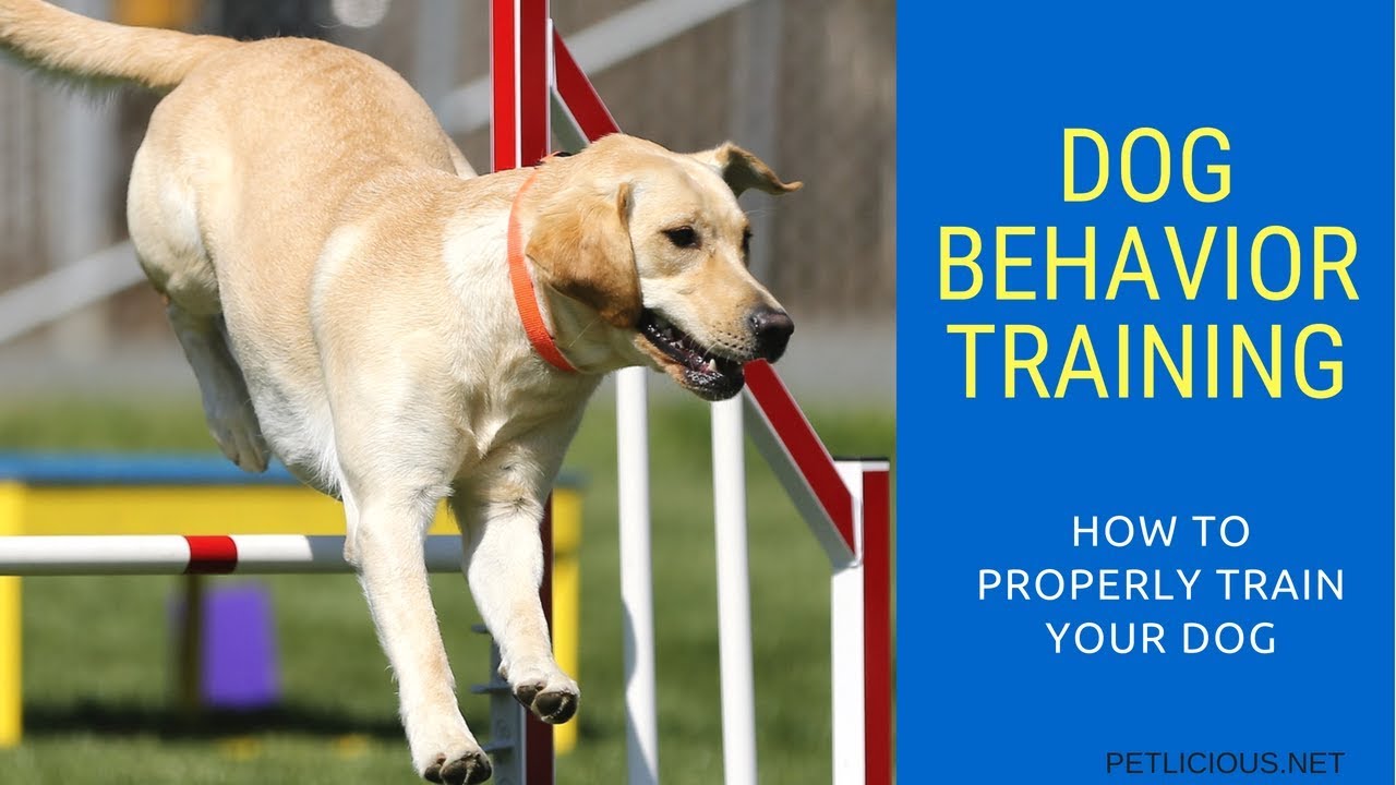 Dog Behavior Training - How To Properly Train Your Dog