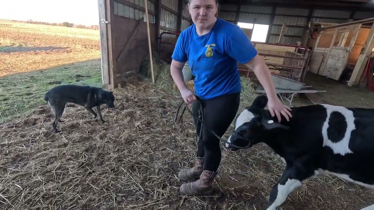 Teaching A 4H Calf to Lead