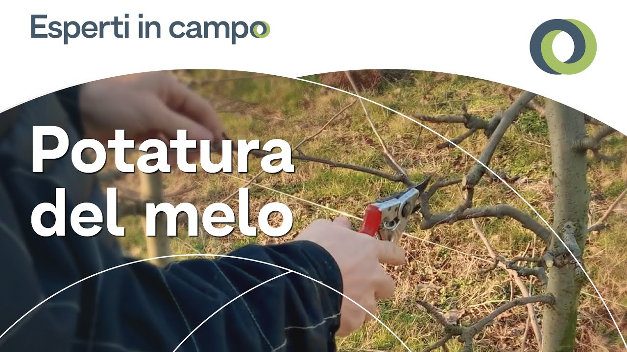 La potatura del melo