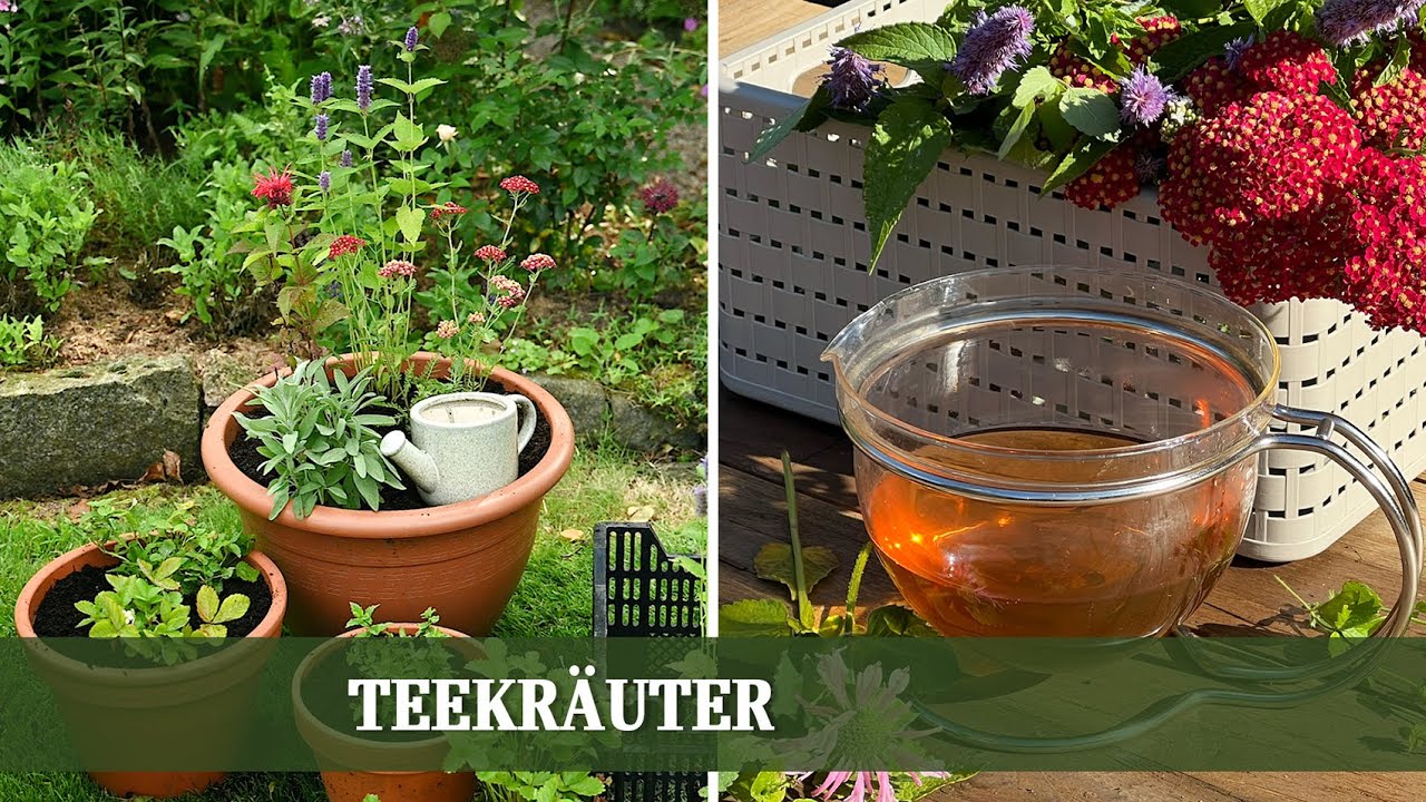 Gärtnern für Genießer: Tee-Kräuter selbst anpflanzen
