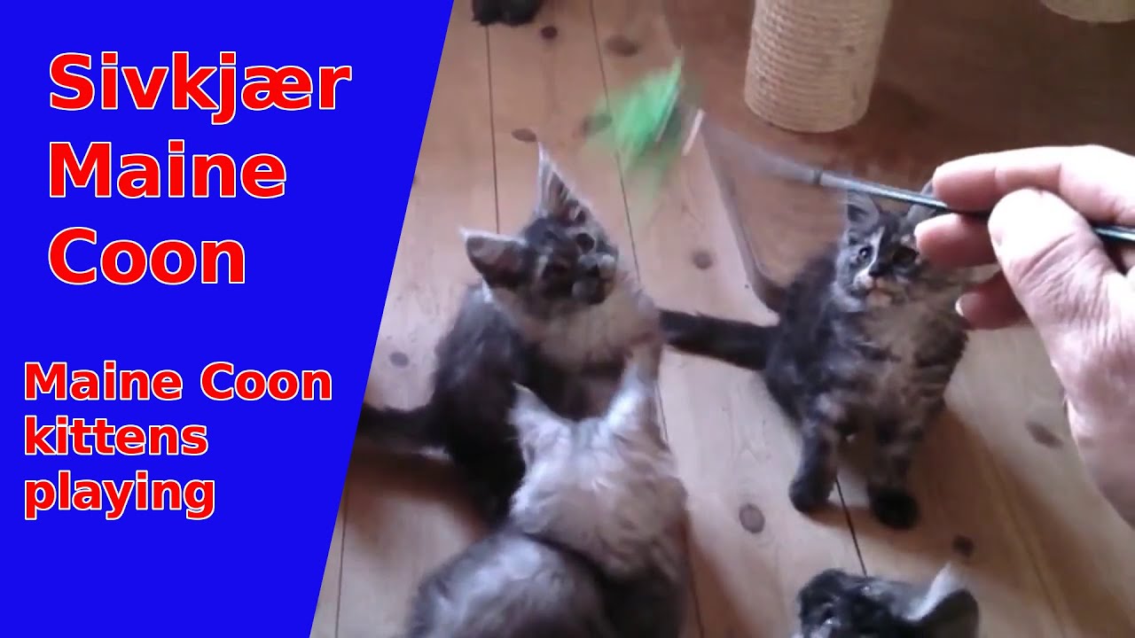 Playing Maine Coon kittens