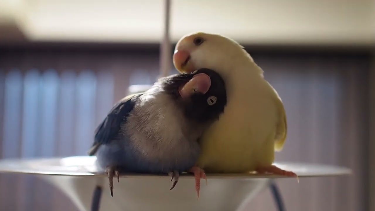 安眠効果あり？見てると眠くなってくるインコのカキカキタイム🦜🦜