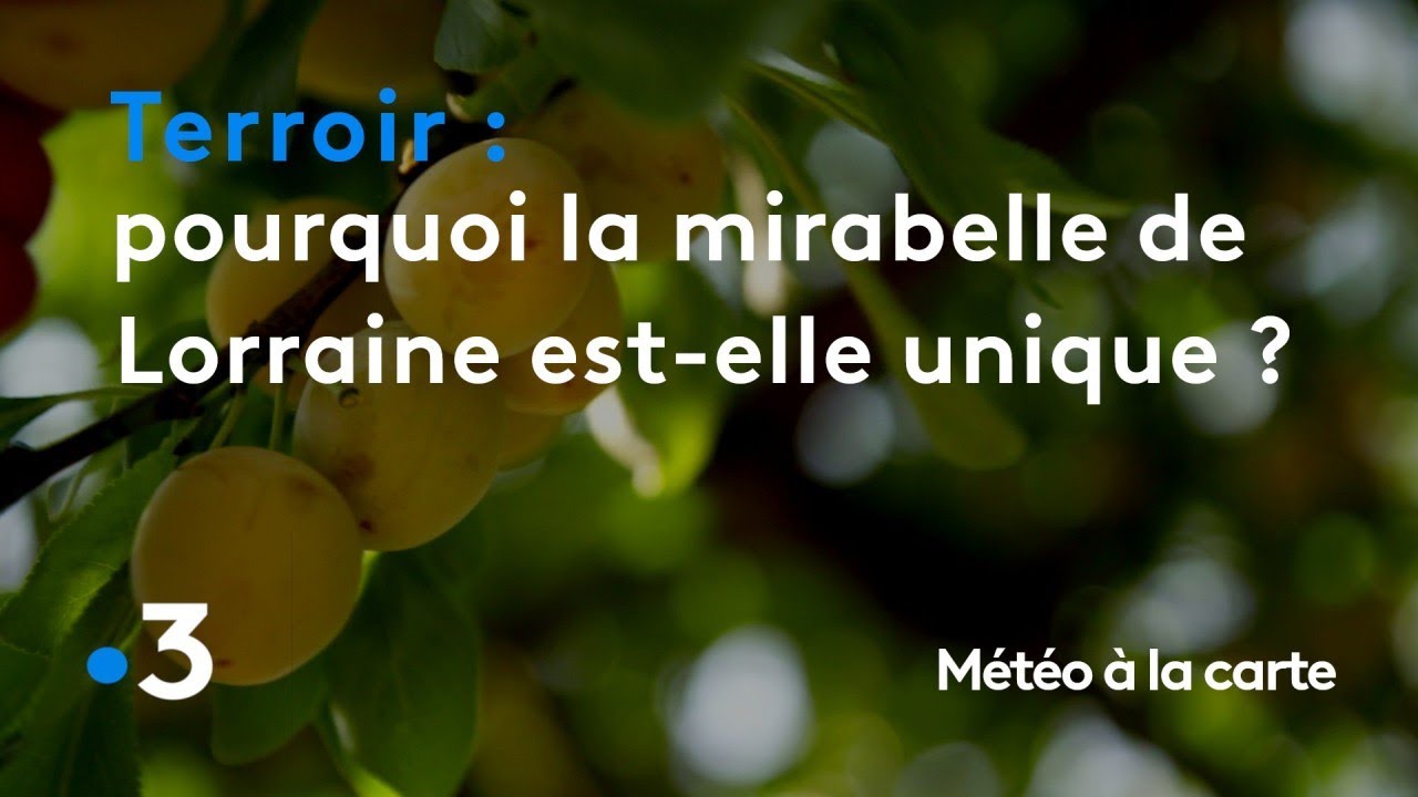 Pourquoi la mirabelle de Lorraine est-elle unique au monde ? - Météo à la carte