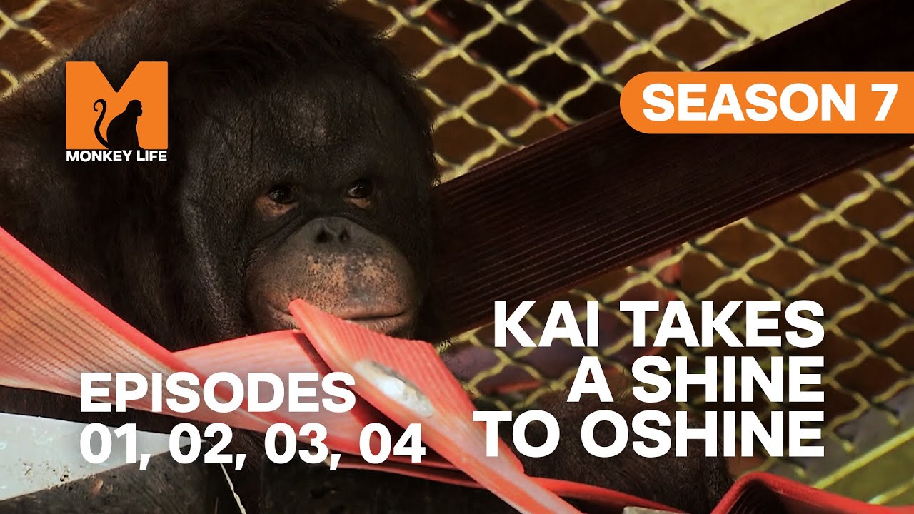 Kai Loves Oshine in Monkey Life | S07 E01, 02, 03 & 04 | Full Episodes