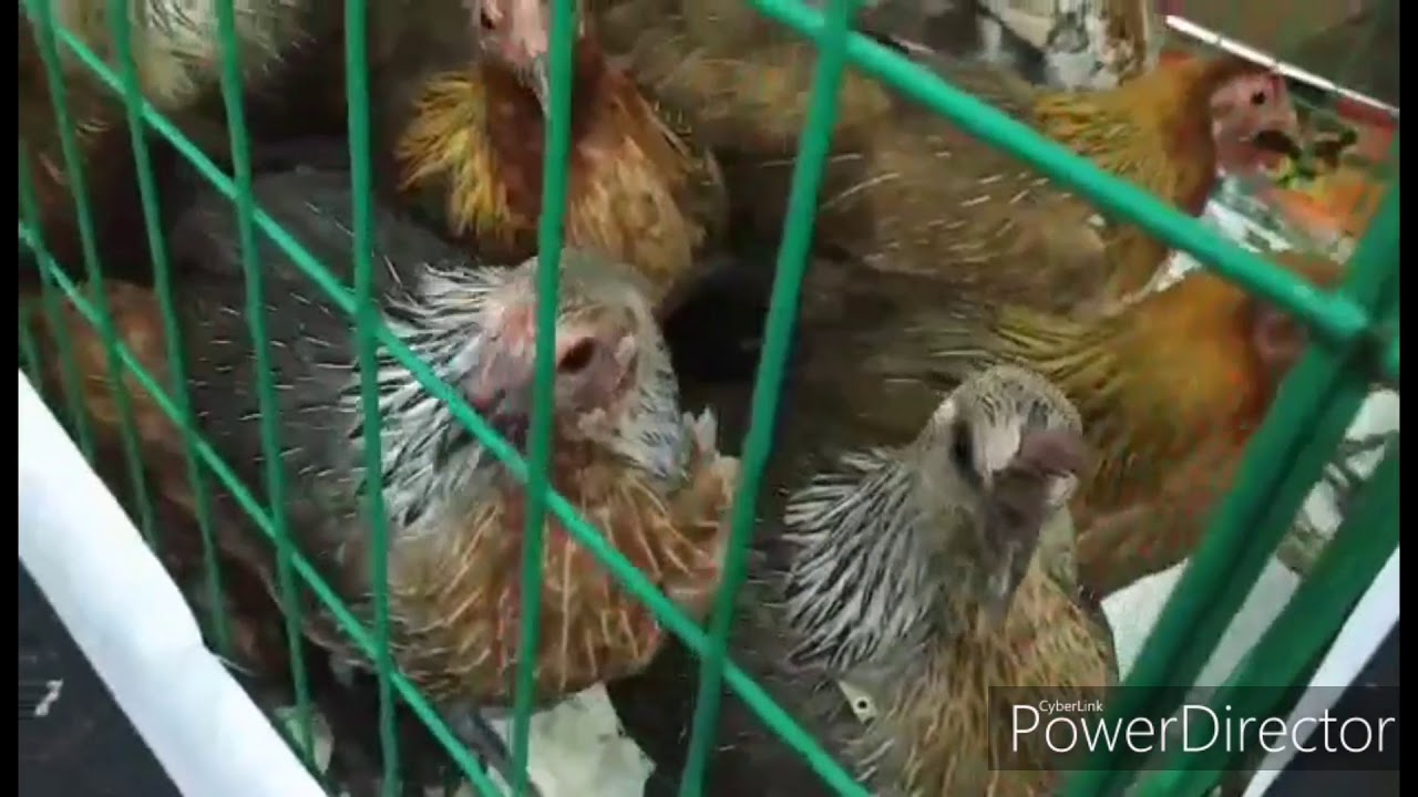 Bicol Gamefowl Expo