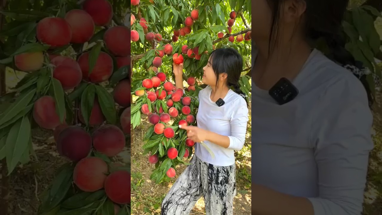 Natural landscape of peaches fruit farm | harvesting fresh peach fruit 🍑 🍑#shorts #peach #ytshorts