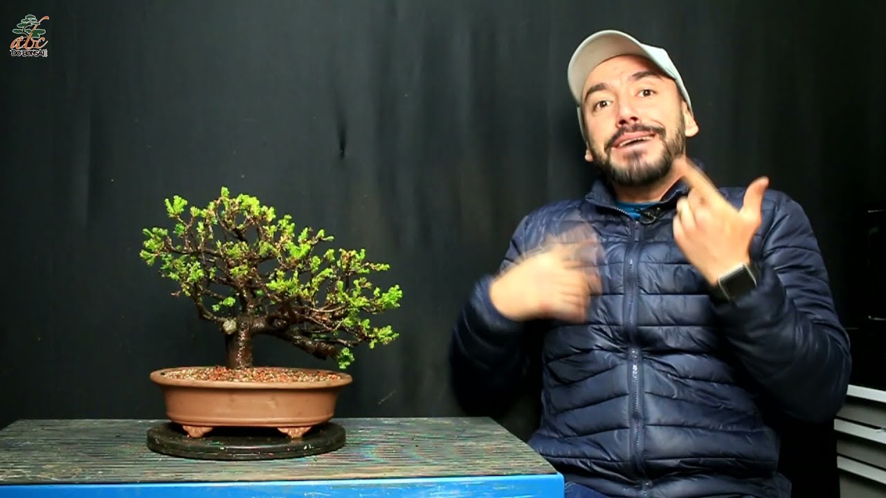 TRANSFORMANDO UMA MUDA  EM BONSAI DE UM AMIGO - PROCUBENS
