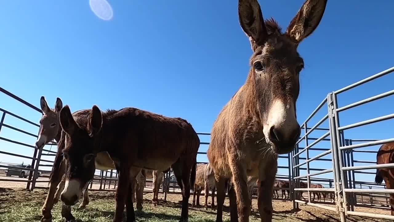 Wild horses and burros up for adoption at BLM Off-Range Corral