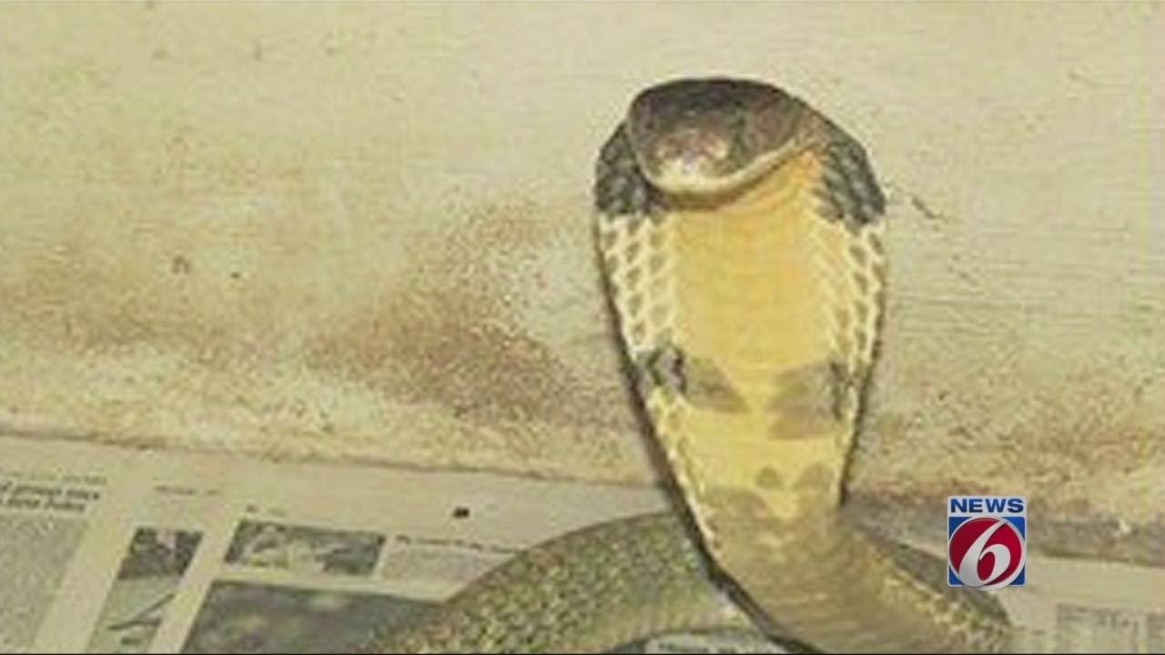 News 6 Investigates exotic animal escapes