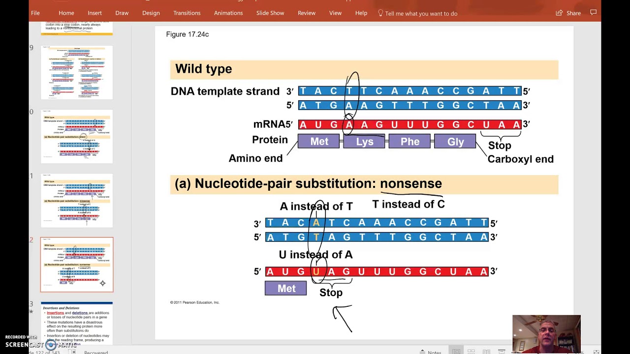 AP Biology Review:  Gene Mutations