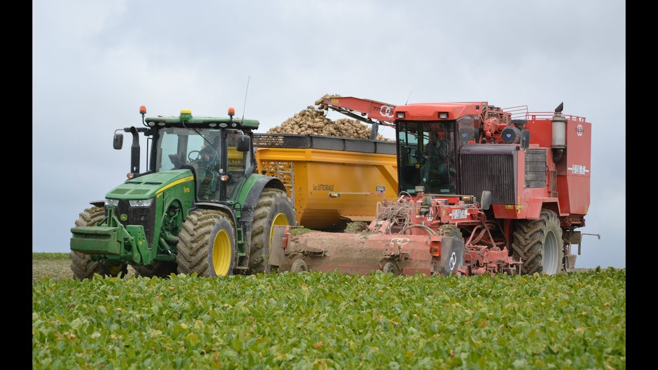 ETA VOET : MATROT M 41 à l' arrachages de betteraves dans la Marne