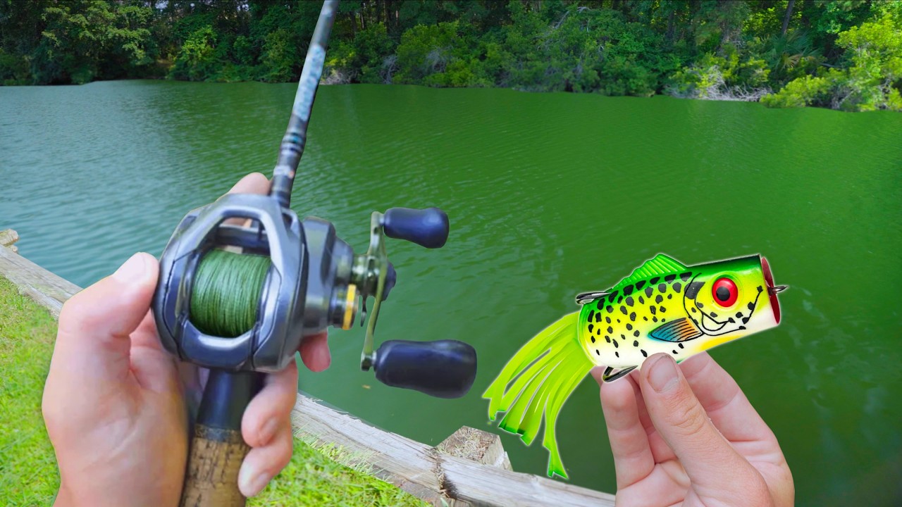 Topwater ONLY Day Fishing Small PONDS! (Bank Fishing)