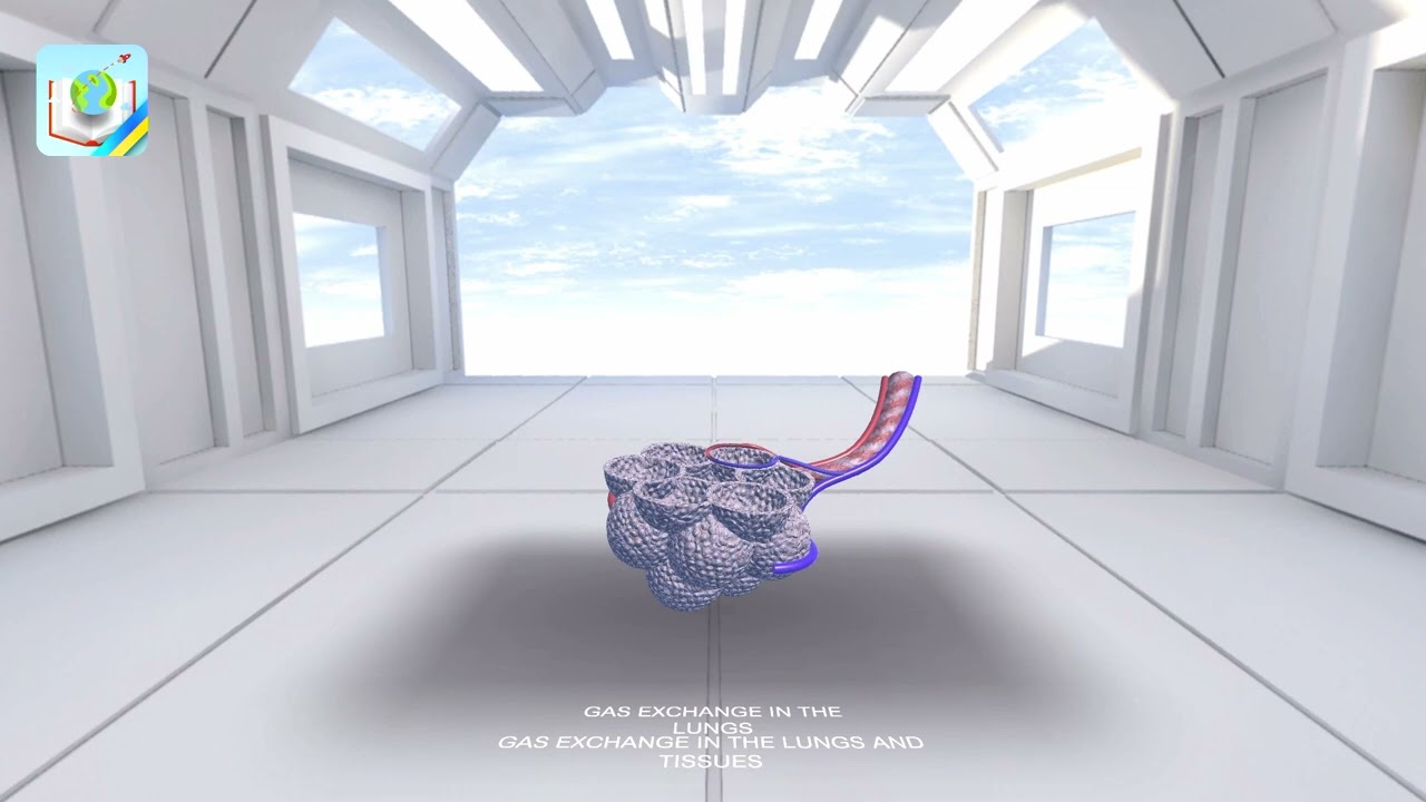 Gas exchange in the lungs and tissues