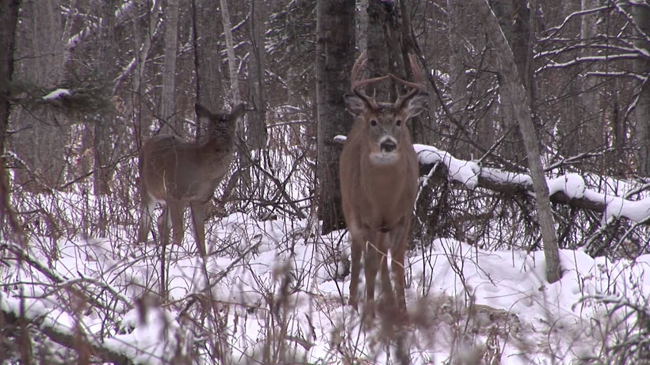 Chassomaniak Saskatchewan 2013