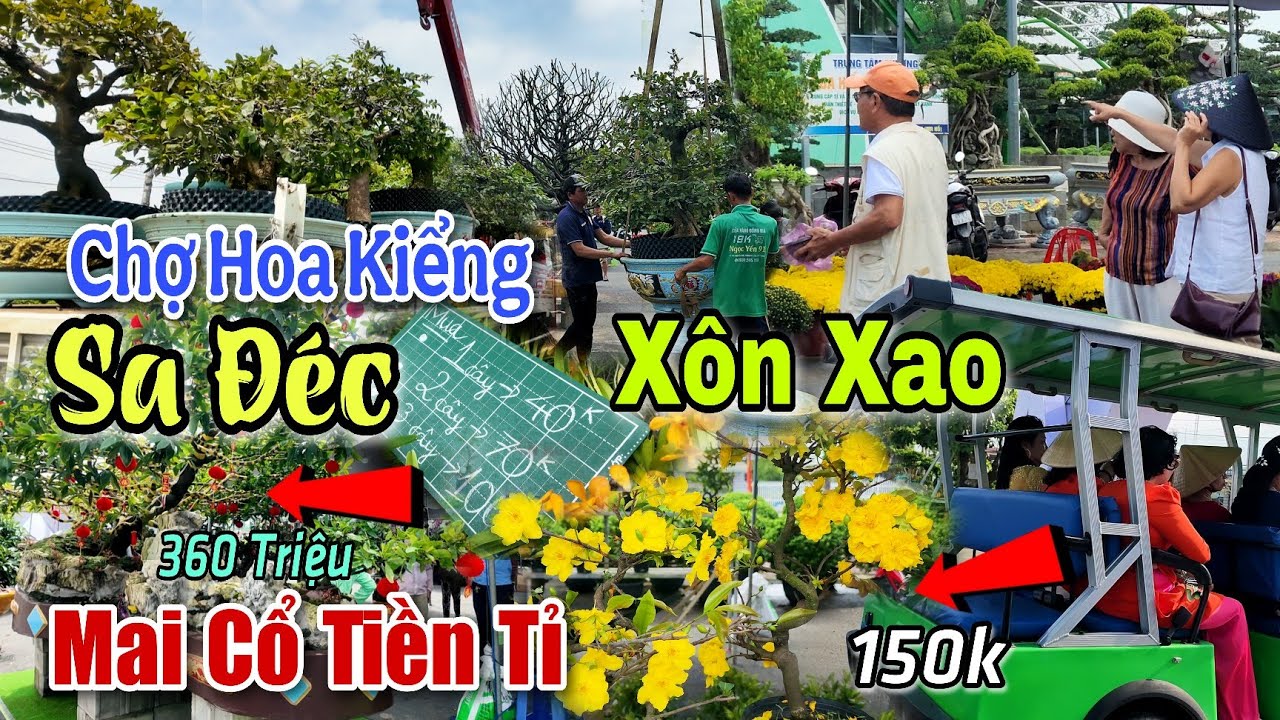 Xôn Xao Mai Vàng Tiền Tỉ Quá Sốc Chợ Hoa Kiểng Sa Đéc Festival Bonsai Hoa Tết 2026