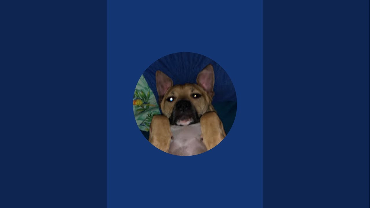Choombacabra sleep stream zzz