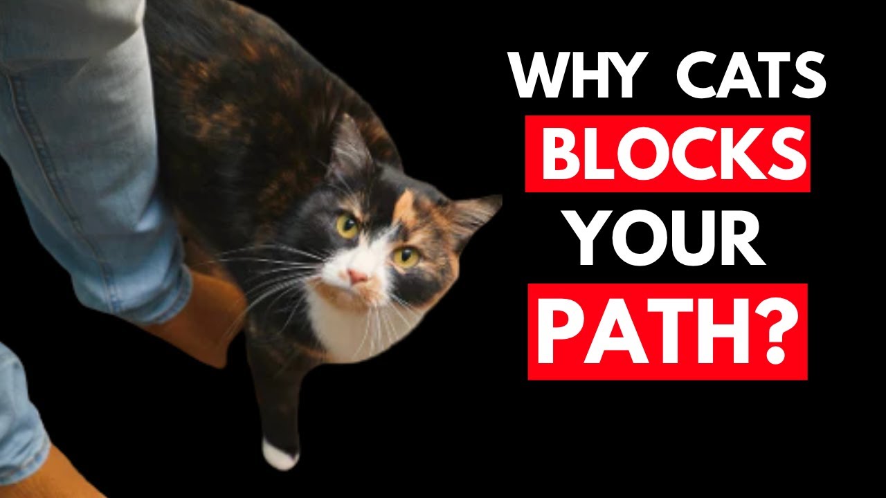 If Your Cat Blocks Your Path, This Is What They&rsquo;re Trying to Say