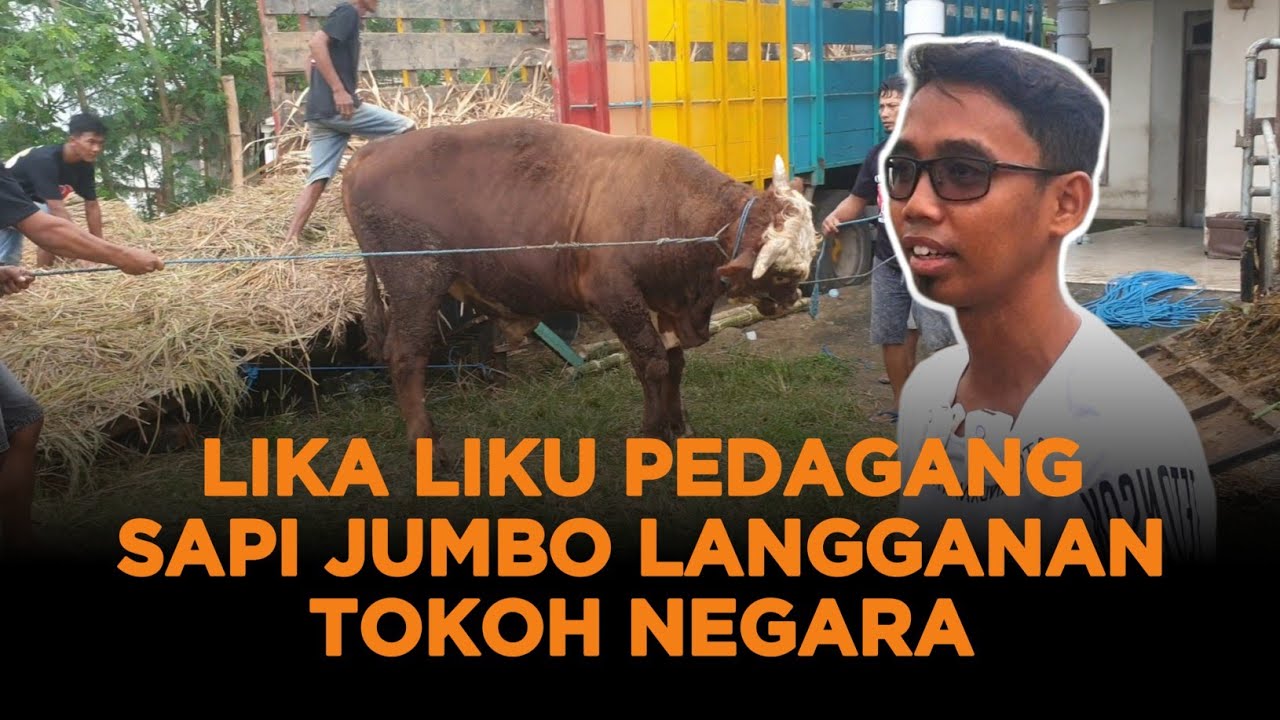 Proses pengiriman sapi jumbo ke ibu kota