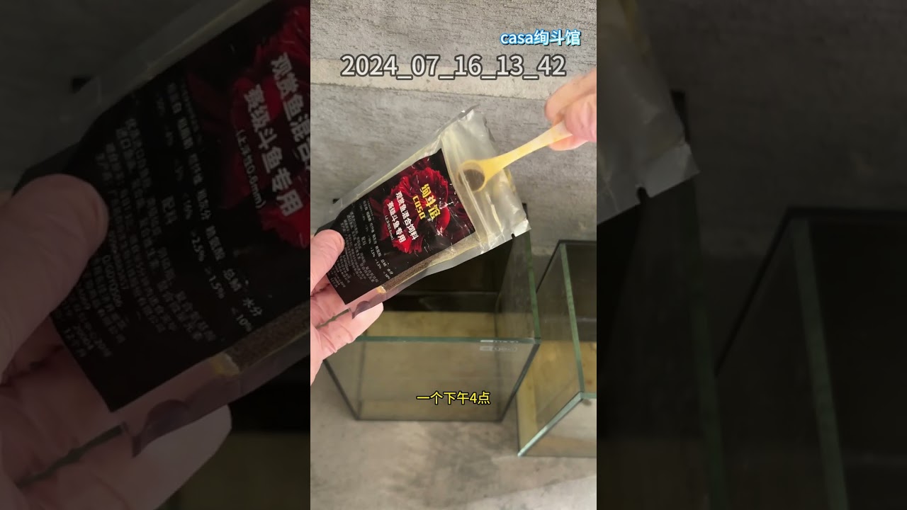 泰国斗鱼拖尾、夹尾了如何治疗 How to treat tail dragging and clamped tail in Betta  fish