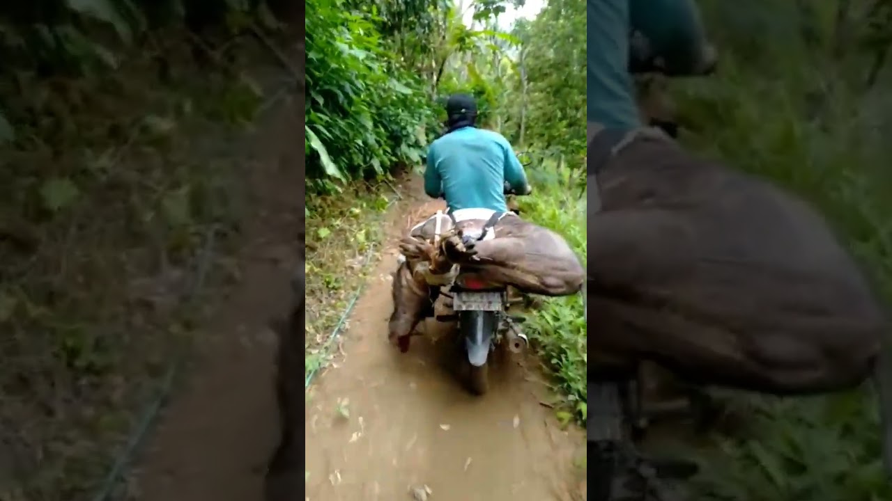 pendapatan berburu di hutan