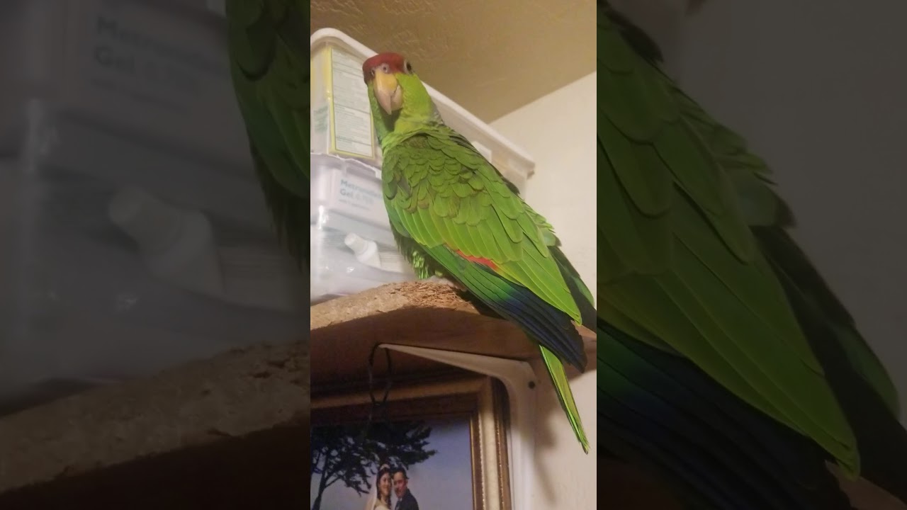 Loro que habla.