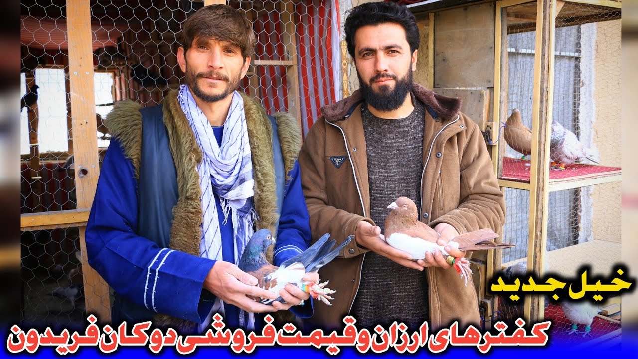 خیل جدید؛ کفترهای ارزان و قیمت فروشی دوکان فریدون | فروش 6 کفتر به 13،000 هزار افغانی 