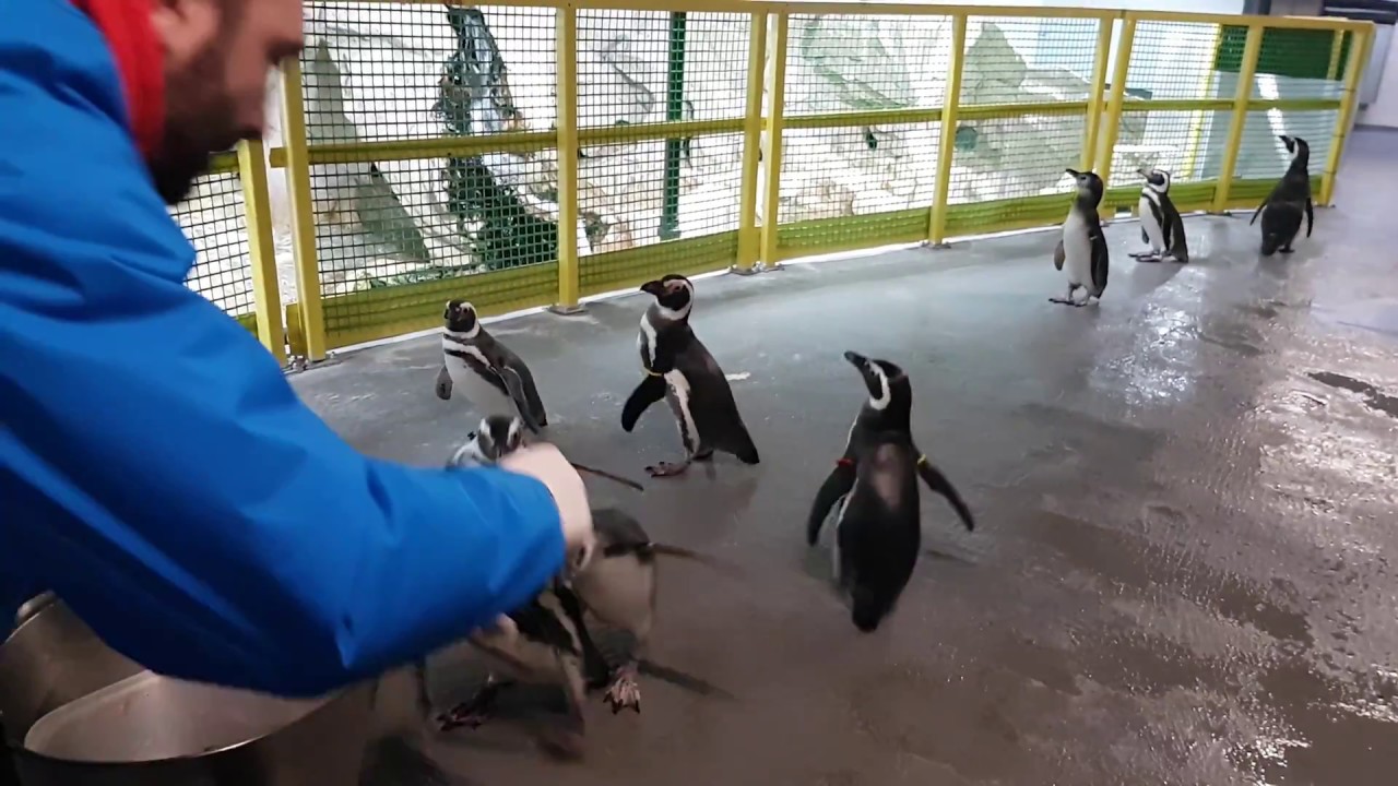 Il pasto dei Pinguini Magellano all'Acquario di Genova
