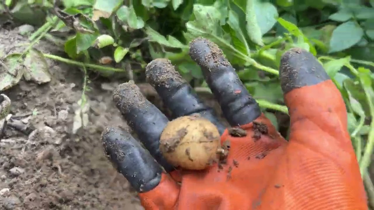 My small Kitchen garden 🪏 let harvest potatoes 🥔 