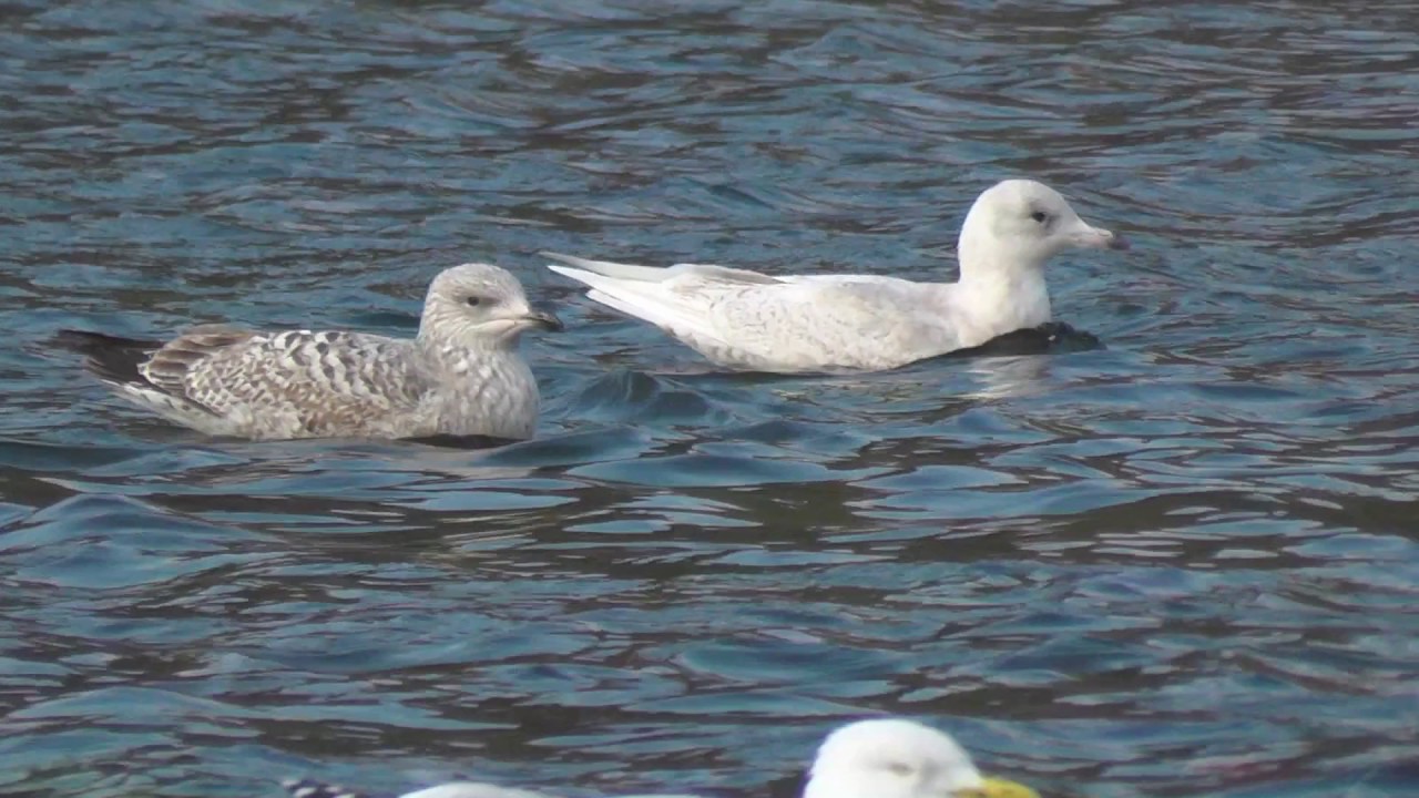 Iceland Gull 1st winter.  Helston. Cornwall