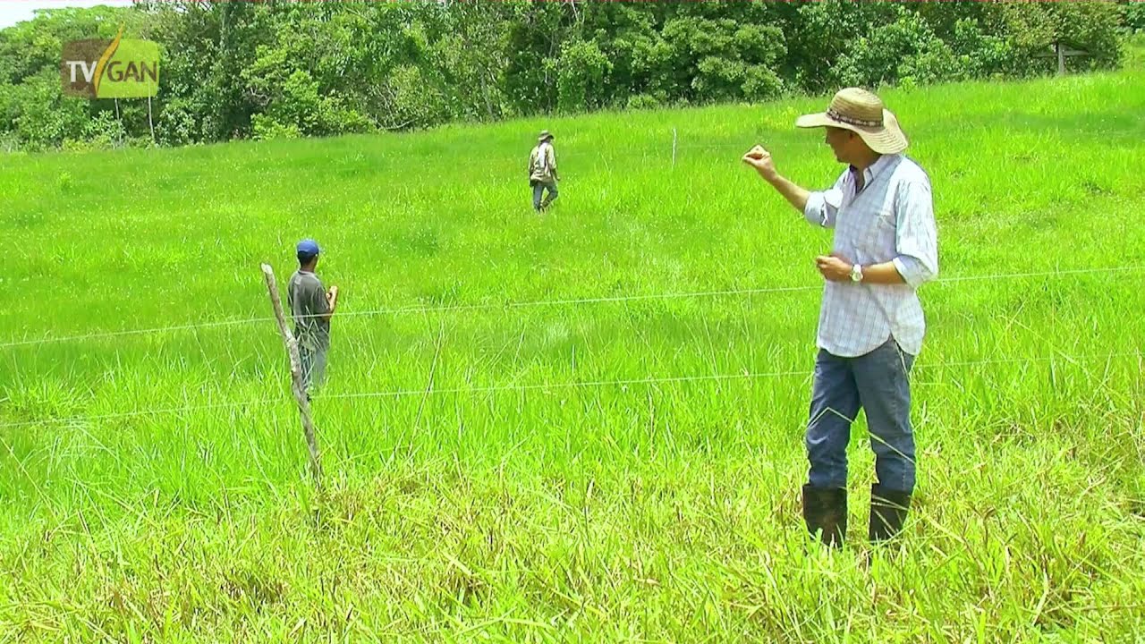 Fisiología de los Pastos, Sistema NS (Nicolas Sierra) Parte 1 - TvAgro por Juan Gonzalo Angel