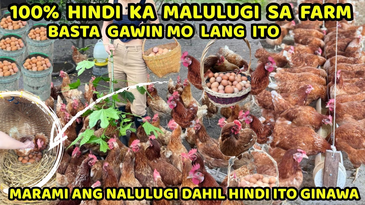 100% HINDI KA MALULUGI SA CHICKEN FARM GAWIN MO LANG ITO || ARAW-ARAW NA PAGGAWA NG SEMI-ORGAN FEEDS