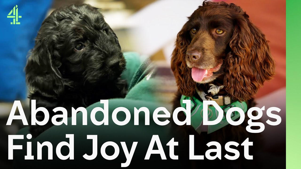 Abandoned Dogs Finally Find Joy Thanks to Their Rescuers | The Dog House 🐶