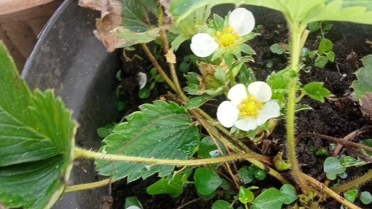 STRAWBERRY TREE 🍓