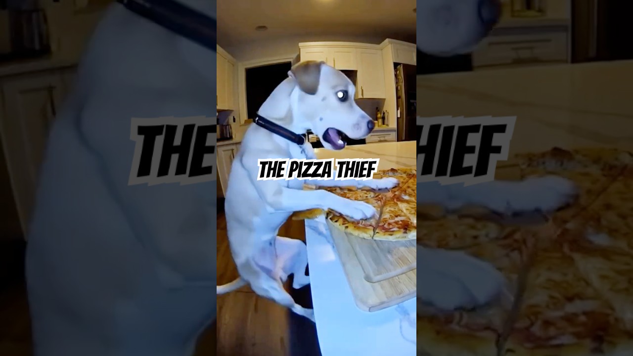 The Dog: The Pizza Thief&hellip; I found you 🐶🍕 #dog #funny #comedy #lol #funnydogs #omg #viral