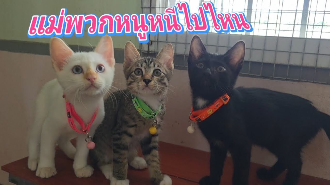 แม่พวกหนูหนีไปไหน9.มี.ค.69@cats_home 