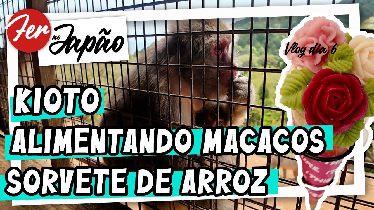 Fer no Japão - Vlog dia 06 - Kyoto: alimentei os macaquinhos!