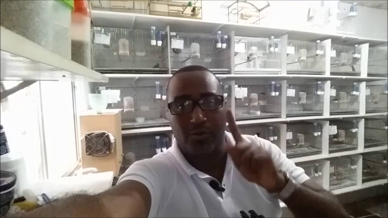 ÁCAROS DA TRAQUEIA