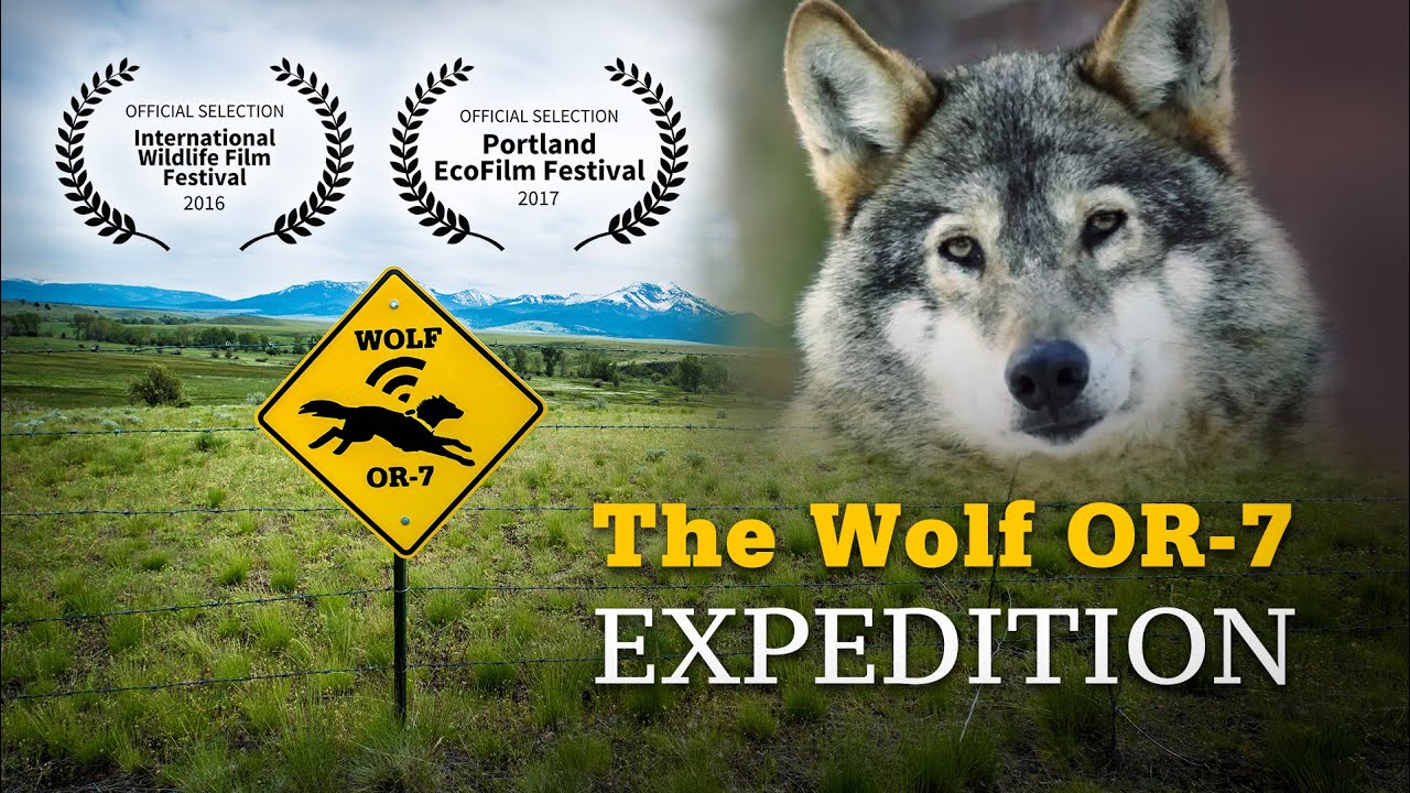 The Wolf OR-7 Expedition: 1200 Miles to Explore Human and Wolf Coexistence