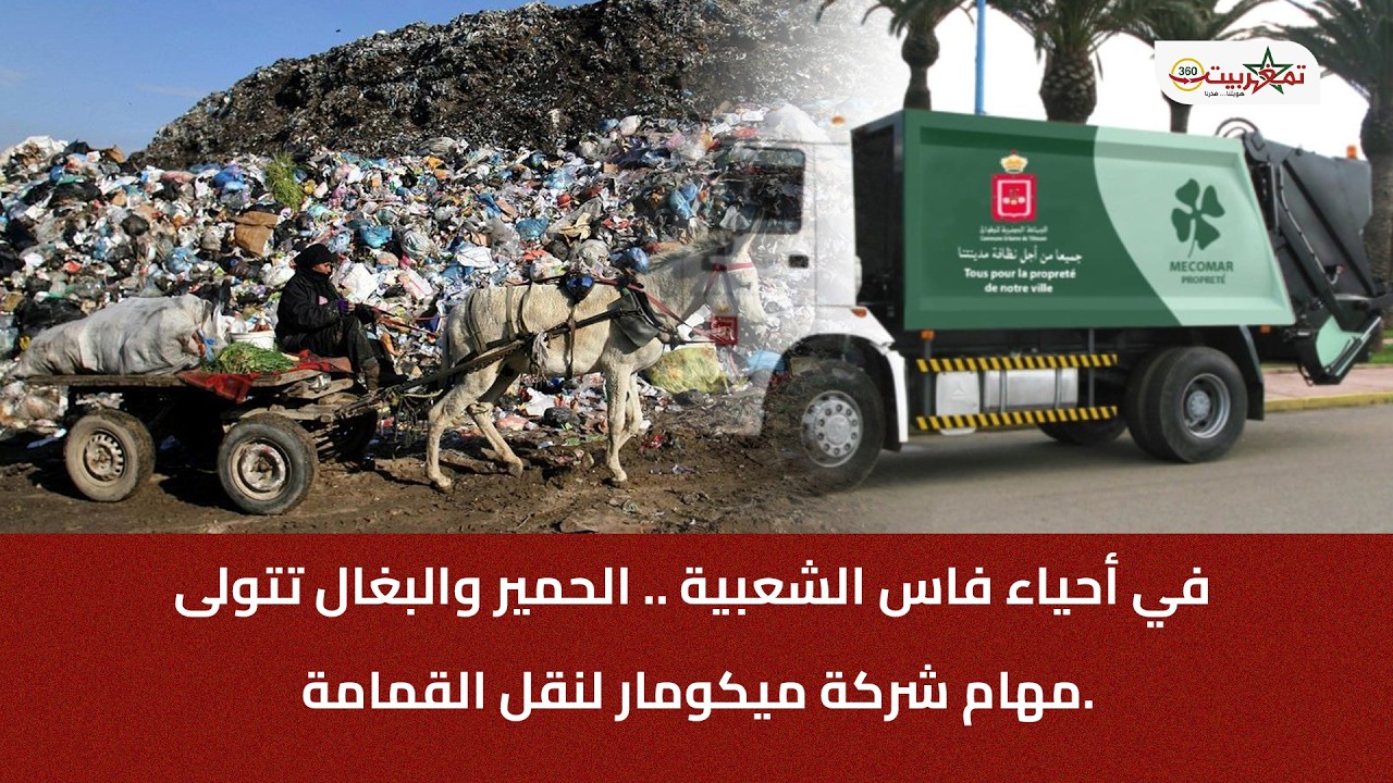 في أحياء فاس الشعبية… الحمير والبغال تتولى مهام شركة ميكومار لنقل القمامة.