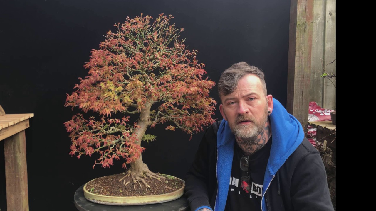 Japanese Maple Bonsai, From A Cutting!