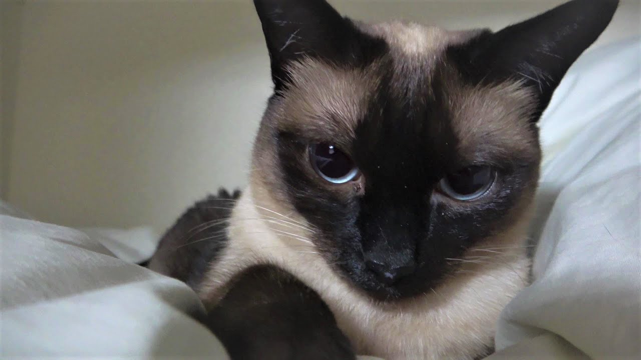 シャムエ🐈の超強烈ゴロゴロ音に癒されて😸