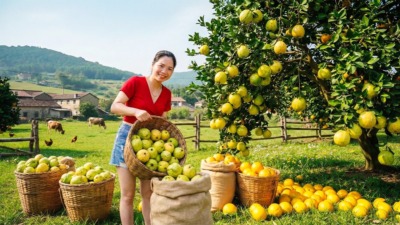 Harvesting 1000+kg Exotic Giant Green Guavas Goes To Countryside Market Sell For Villager
