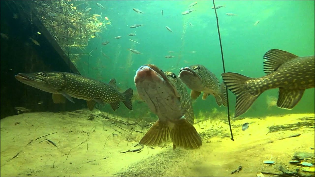 snoek november 2015